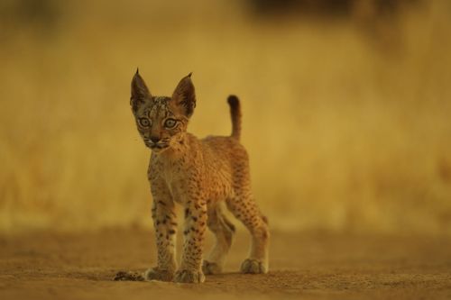 Galerie zur Sendung „Wildkatzen“: Bild 1