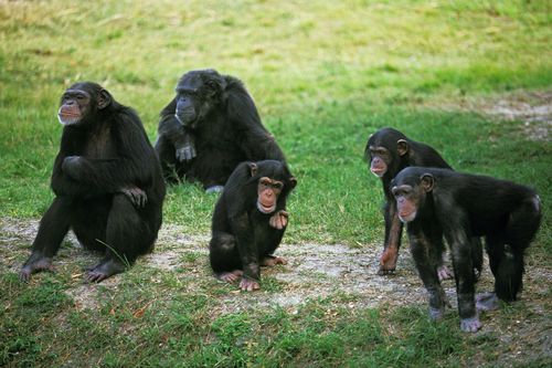 Galerie zur Sendung „Taronga Zoo Hautnah“: Bild 1