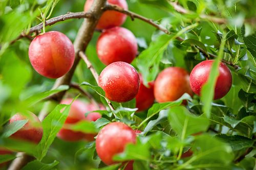 freizeit - Schmidt Max und das exotische Obst - aus Bayern