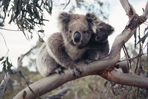 Galerie zur Sendung „Koalas - Teddybären im Eukalyptuswald“: Bild 1