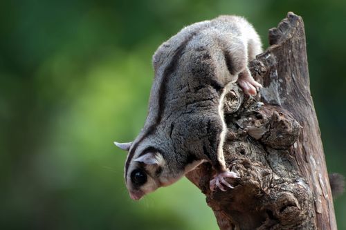 Tierische Überflieger