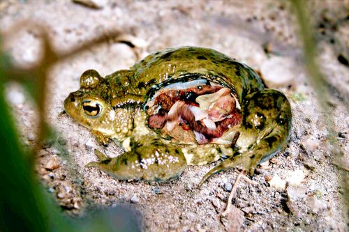 Galerie zur Sendung „Geheimakte Wildnis“: Bild 1