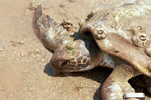 Geheimakte Wildnis