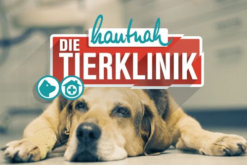 Hautnah: Die Tierklinik