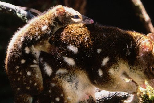 Tierbabys ganz groß