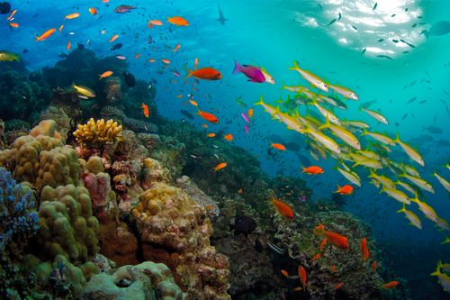 David Attenboroughs Great Barrier Reef