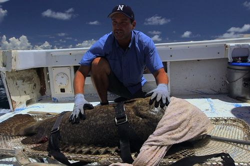 Auf der Suche nach dem Monsterfisch