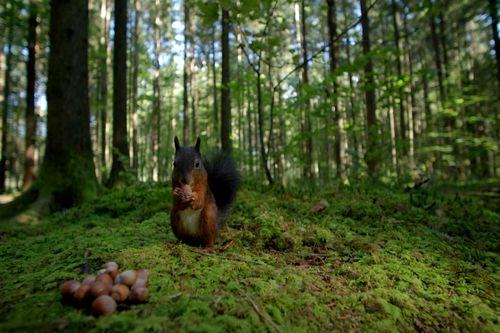 Galerie zur Sendung „Unsere Wälder“: Bild 1