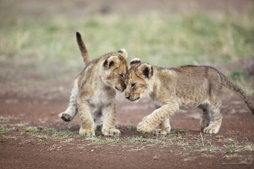 Tierbabys ganz groß