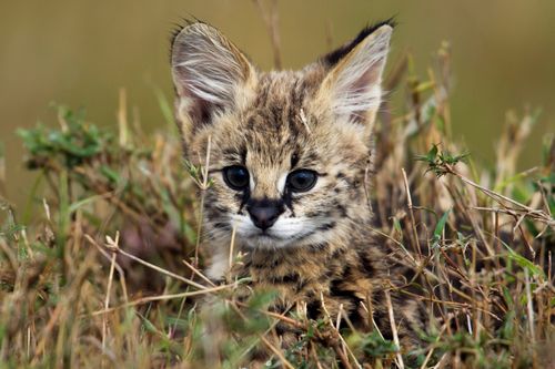 Wilde Tierbabys