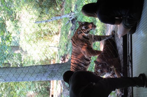 Bronx Zoo - Tierpark der Superlative