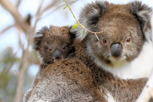 Wildes Australien