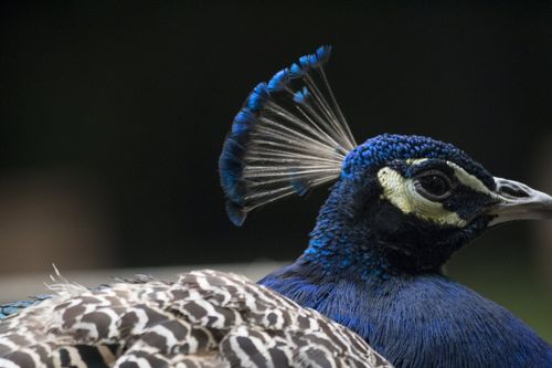 Bronx Zoo - Tierpark der Superlative