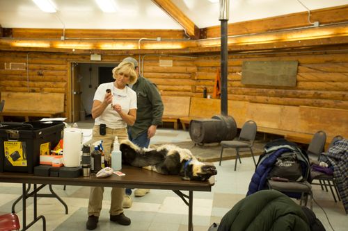 Galerie zur Sendung „Dr. Dee: Tierärztin in Alaska“: Bild 1