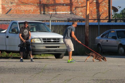 Pitbulls auf Bewährung