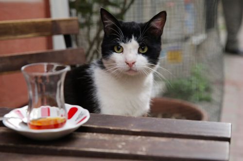 Galerie zur Sendung „Kedi - Von Katzen und Menschen“: Bild 1