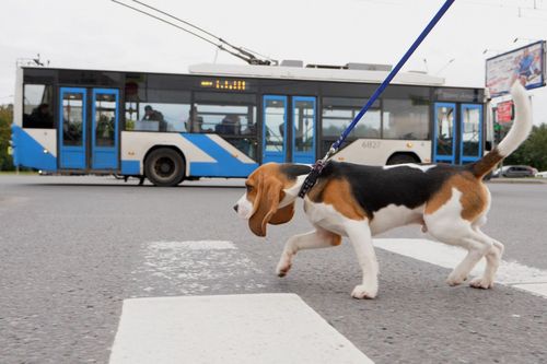 Verrückt aber wahr!