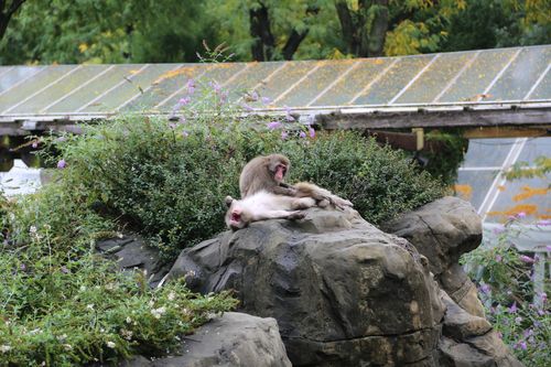 Bronx Zoo - Tierpark der Superlative