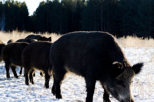 Galerie zur Sendung „Russlands weite Wildnis“: Bild 1