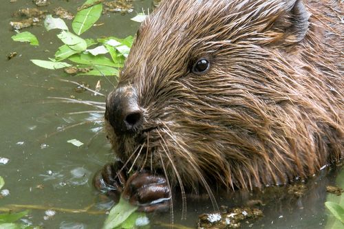 Frankreich - Wild und Schön