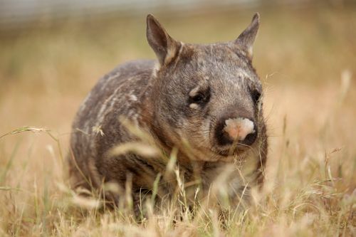 Wildes Australien