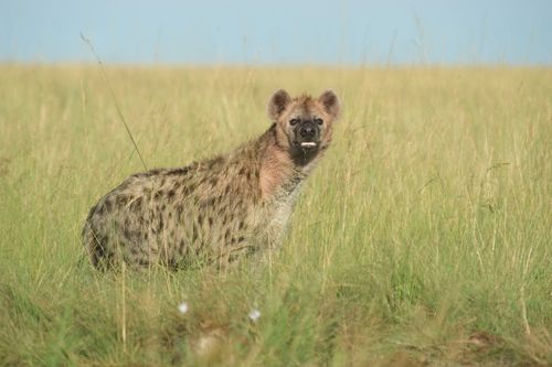 Afrikas tödlichste Jäger