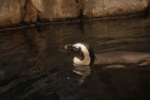 Das Atlanta-Aquarium