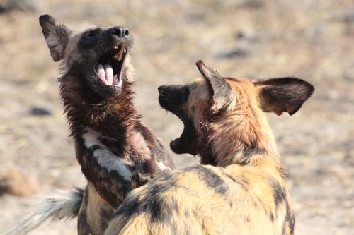 Galerie zur Sendung „Der Hund - Des Menschen bester Freund“: Bild 1