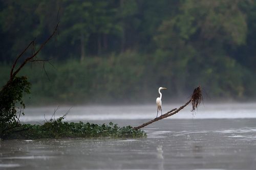 Galerie zur Sendung „Kinabatangan, der Amazonas des Ostens“: Bild 1