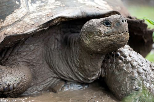 Galerie zur Sendung „Galapagos“: Bild 1