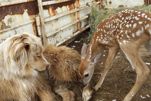 Tierische Freundschaften