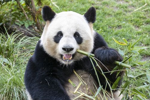 Pandas hautnah!