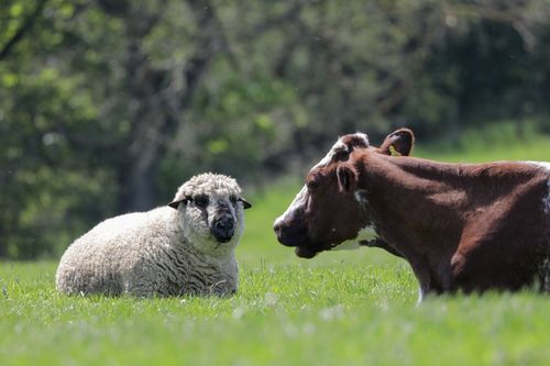 Fantastische Tierfreundschaften