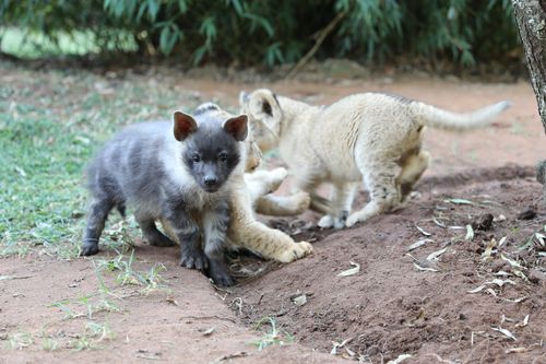 Fantastische Tierfreundschaften