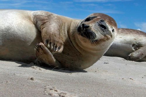 Wilde Ostsee