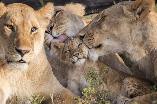 Galerie zur Sendung „Big Cat Tales - Afrikas Raubkatzen“: Bild 1