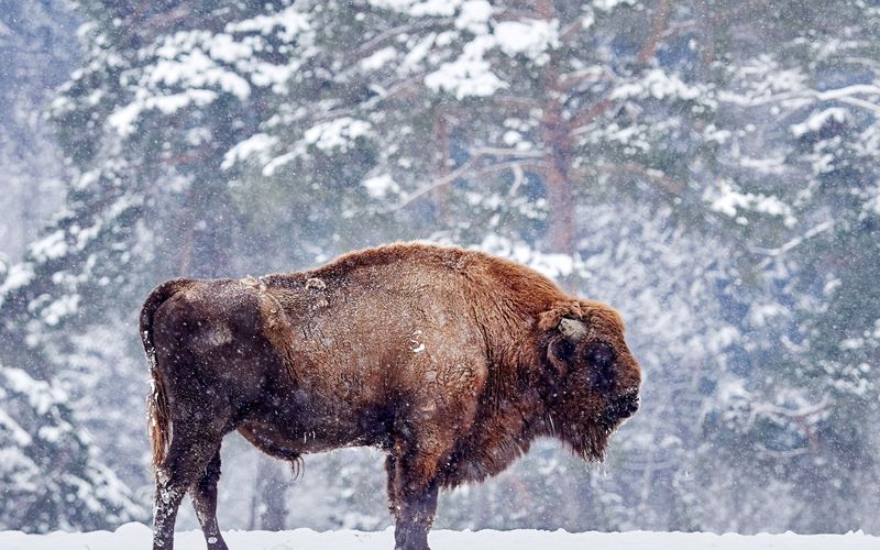 Unsere Helden: Die Tierärzte in der Arktis