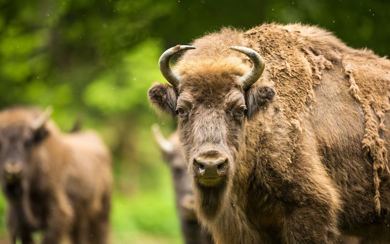 Europas verborgene Naturwunder