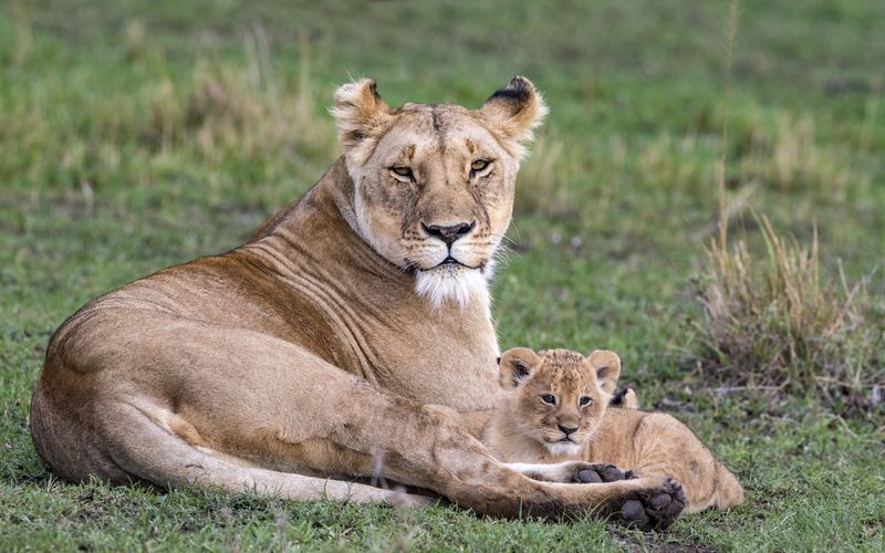 Big Cat Tales - Afrikas Raubkatzen