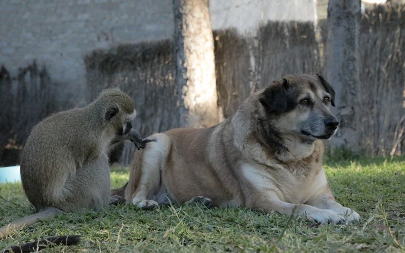 Fantastische Tierfreundschaften