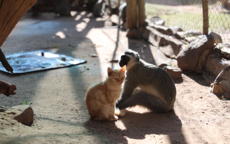 Fantastische Tierfreundschaften