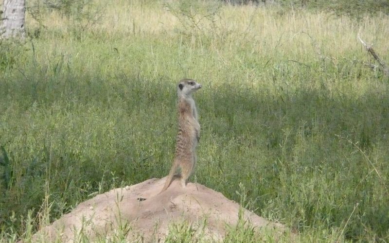 Und täglich grüßt das Erdmännchen