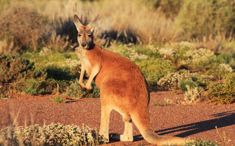 Wildes Australien