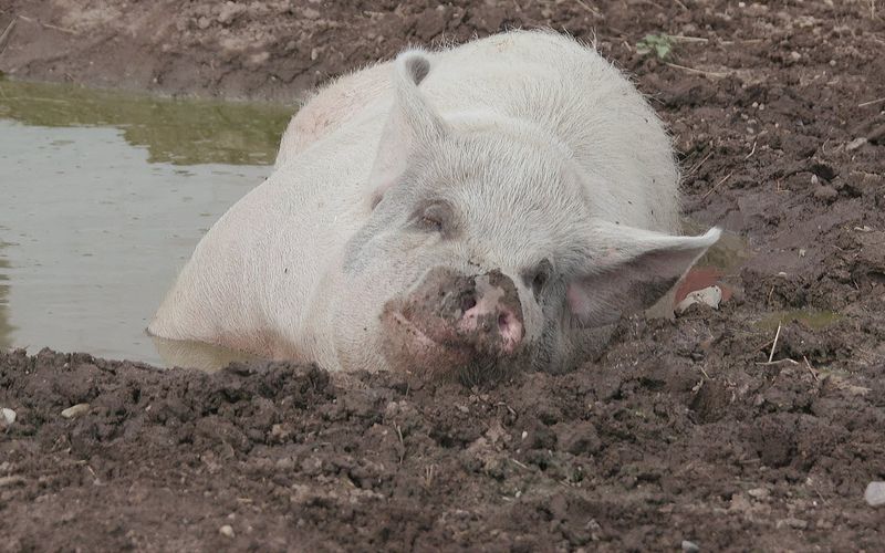 Animal Farm Michigan - Zuflucht für Tiere