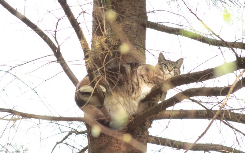 Die Katzenretter - Einsatz in der Baumkrone