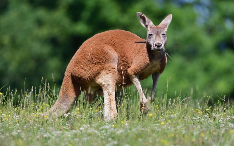 Die Superkräfte der Tiere