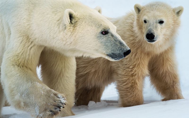 Königreich der Eisbären