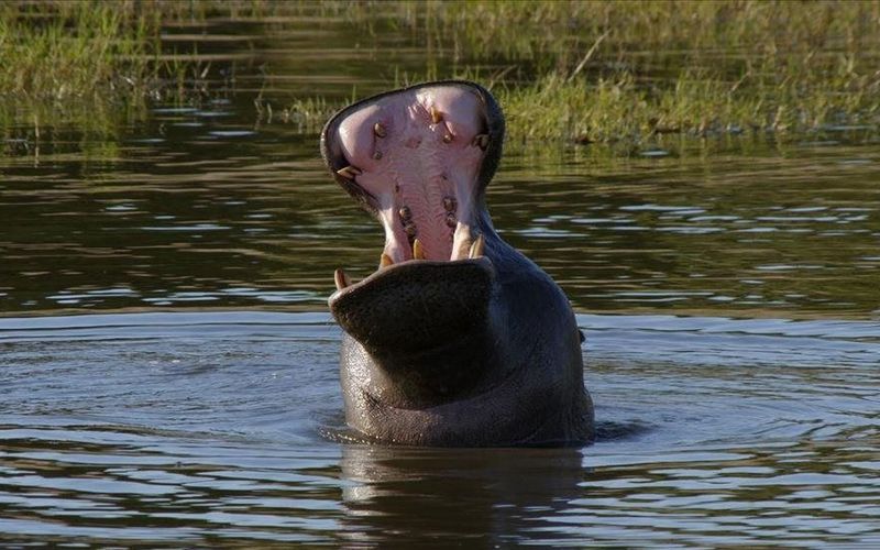 Wasserwelt Afrika