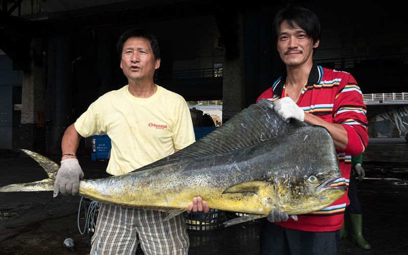 Taiwan: Die Insel der Fische