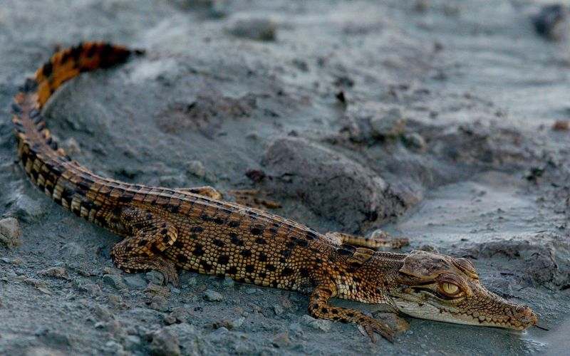 Australiens Riesen-Krokodile